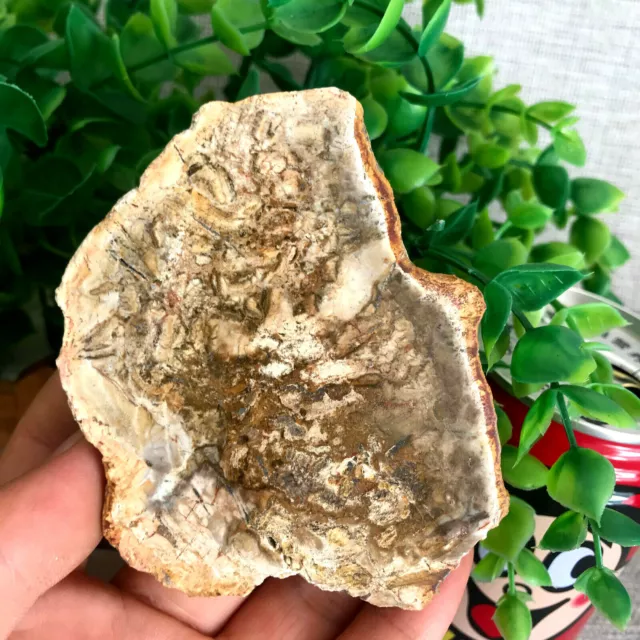 124g Top Natural Petrified Wood Crystal Polished Slice Madagascar 62