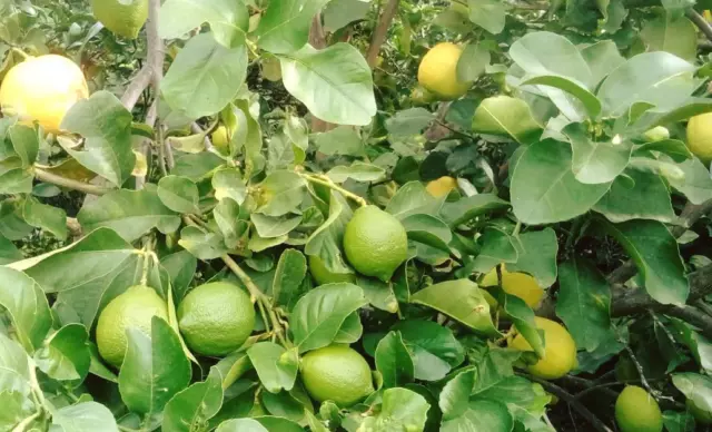 10Kg Verdelli Limoni Di Sicilia Bio Naturali Raccolti Spediti Biologici Verdello