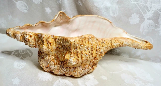 Conch Shell Planter Vintage Artistic Nautical Piece Ceramic Base Art Deco Unique