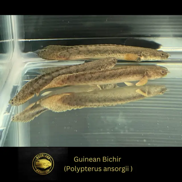Guinean Bichir - Polypterus ansorgii - Live Fish (3"- 4")