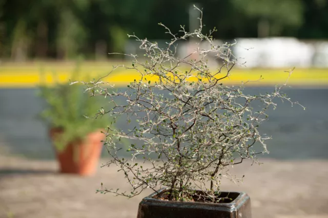 Corokia cotoneaster - arbuste en zigzag - qualité 1A