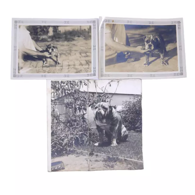 Lot of 3 English Bulldog photos antique vintage 1930s Puppy Dog writing on back