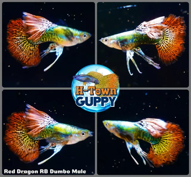 MALE ONLY x2 - Live Aquarium Guppy Fish High Quality - Red Dragon Ribbon BDS