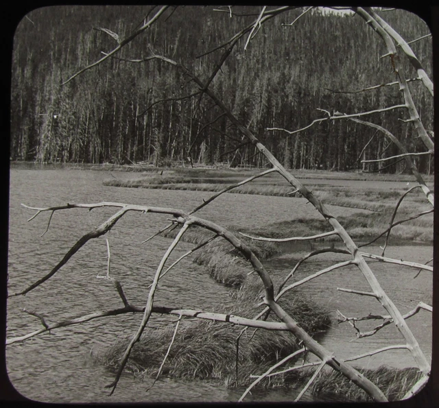 Glass Magic Lantern Slide BEAVER DAM YELLOWSTONE NATIONAL PARK C1910 PHOTO USA