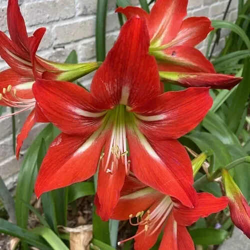 3-Amaryllis Striped Barbados Lily Hippeastrum striatum Organic Bulbs-Red Color