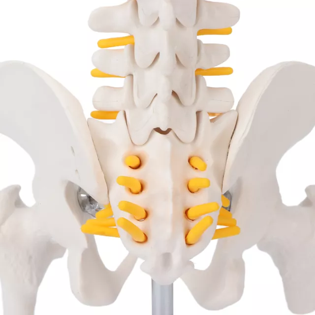 Vertebral Column Model Flexible Spine Caudal Vertebra Anatomical Model 3