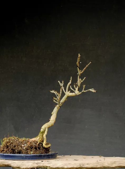 Bonsai Exterior Resistente al Invierno Fresno, Fraxinus, H36 B22 D2,5 cm