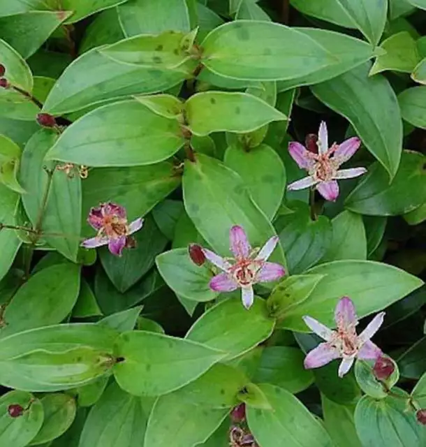 Lirio de sapo Taiwan Adbane - Tricyrtis hirta