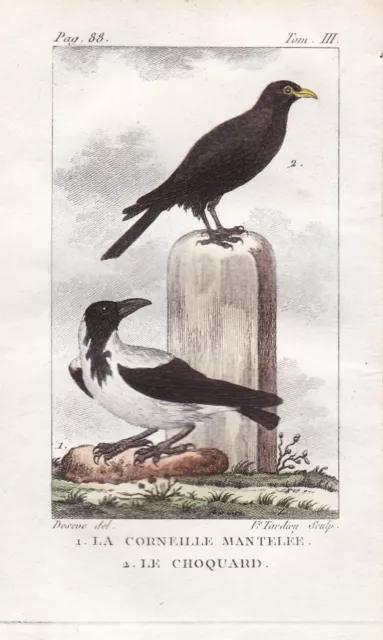 Nebelkrähe Corvus cornix Krähe crow Vögel Vogel birds oiseaux engraving Buffon