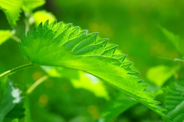 1.500 Graines ORTIE SAUVAGE non traitées Urtica Dioica Merveilleux engrais Bio !