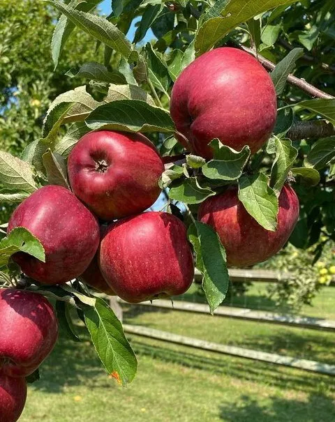 25 Organic Red Delicious Apple Seeds|USA|Texas|High Germination Rate