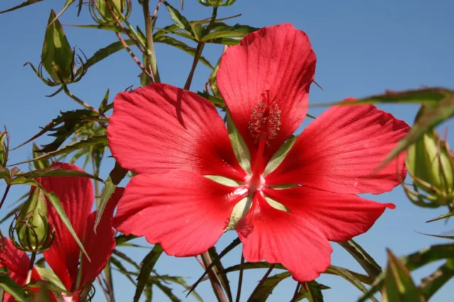 Hibiscus Coccineus, Pianta a fiore gigante Rosso scuro.