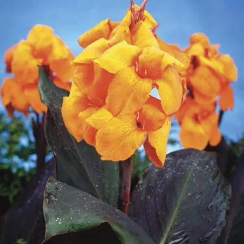 Orange Canna Plant rhizome, tropicana TWO pieces WA