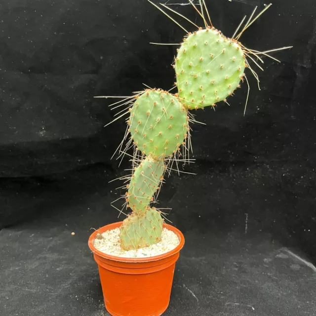 Opuntia Santa Rita (Prickly Pear Cactus)  in 8cm pot  - Three pups