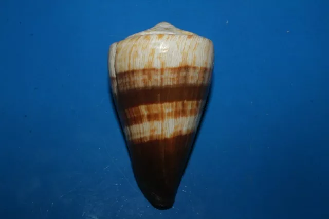 Seashells Conus miles SOLDIER CONE 76.2mm F+++/GEM Marine Specimen Superb Color 2