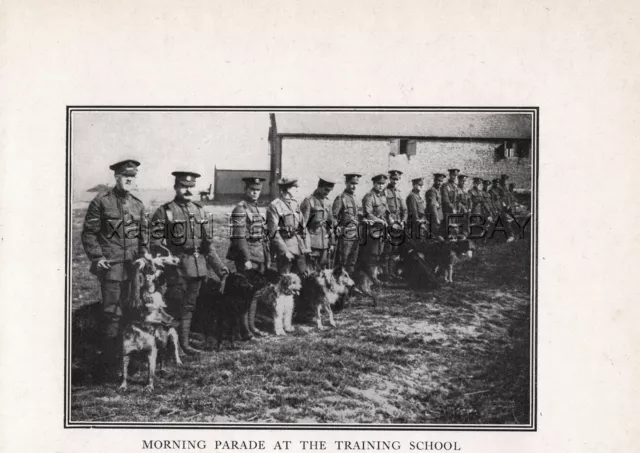 DOG WAR Dogs & British Handlers Training School During WWI, Rare Antique Print