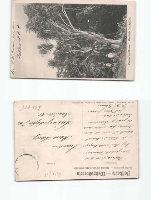 (b96755)   Deutschostafrika Ansichtskarte Drachenbaum 1913 nach Ludwigshafe