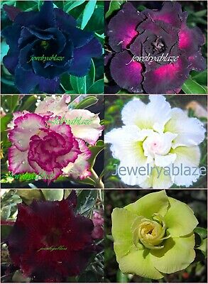 ! nuevo! Hermoso Adenium Obesum Rosa del desierto "mixta" 6 plantas 6 tipos