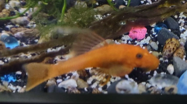 6 Pack - Super Red Shortfin Bristlenose Pleco's 0.75-1.0" + inches (5 + 1 Free)