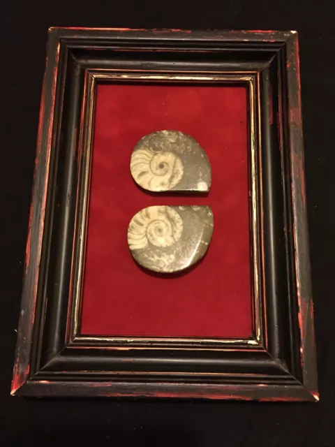 Superb Pair Framed Mounted Cut Polished Ammonite Fossils Fossilized Shells Art 3