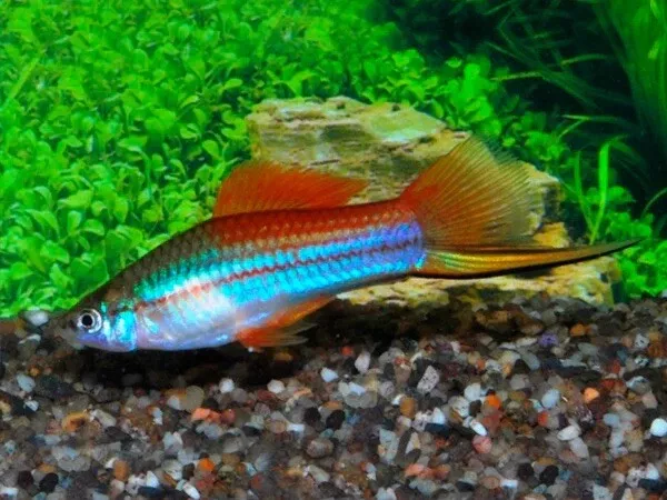 (8) NEON SWORDTAIL Freshwater Community Fish - Healthy Hardy Lively