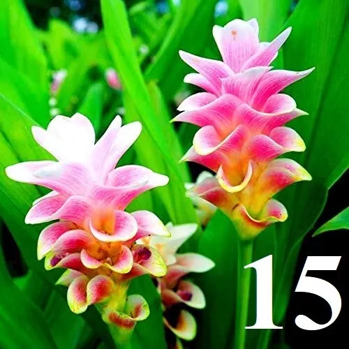 Curcuma Bicolor Wonder (Price & shipping details - see description)