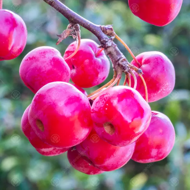 Malus 'Red Sentinel | Flowering Crab Apple Tree | Ornamental Tree | 5-6ft