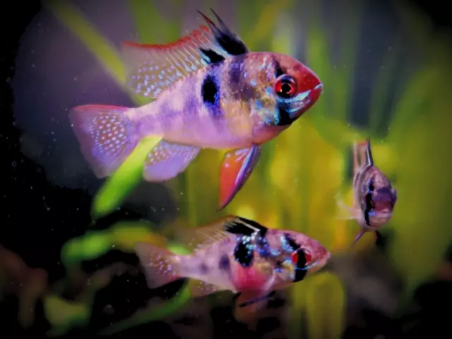 German Blue Ram pair 1.5"  1 Male / 1 Female