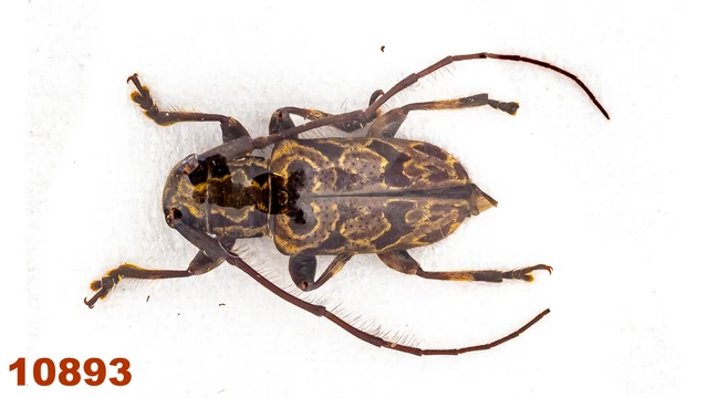 Cerambycidae: Cacia sp.  A2, 9 mm , 1 pc