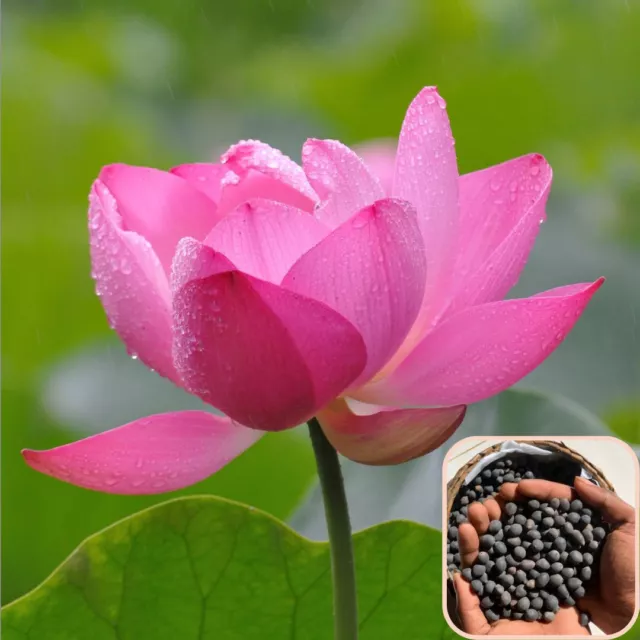 20 Pink Lotus Seeds, Nelumbo Nucifera, Water Lilly Flower Seeds, Germination