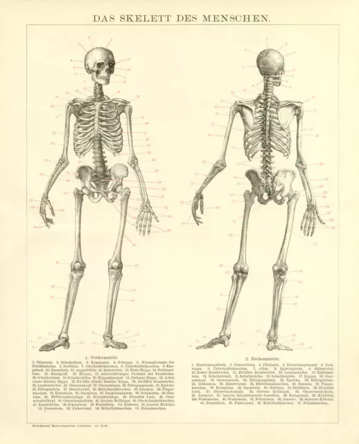 Skelett des Menschen Anatomie historische Bildtafel Grafik Holzstich ca. 1892