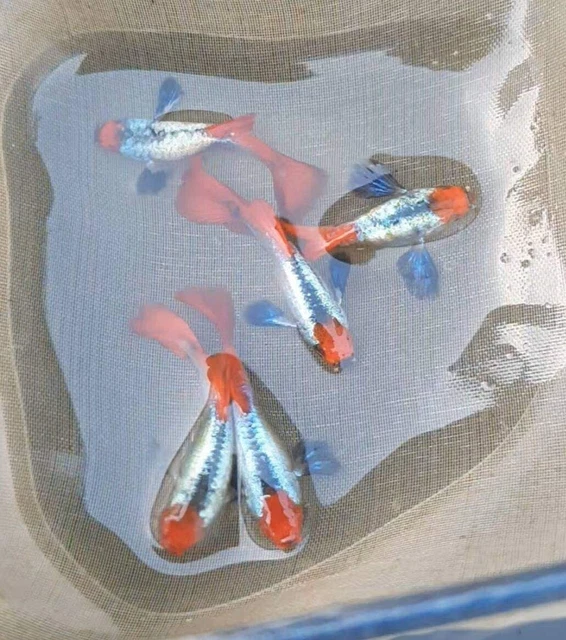 1 Pair Live Guppy Fish - Koi Platinum Red Tail Dumbo Ear (PRTDE) - G1