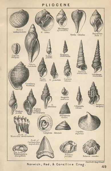 BRITISCHE FOSSILIEN. Pliozän - Norwich, rot & Korallenfelsen (2). Stanford 1907