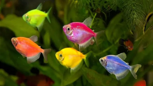 Pack of 6 Live Glow Tetra Multicolor (Freshwater Aquarium Fish)- PLS READ DESCR