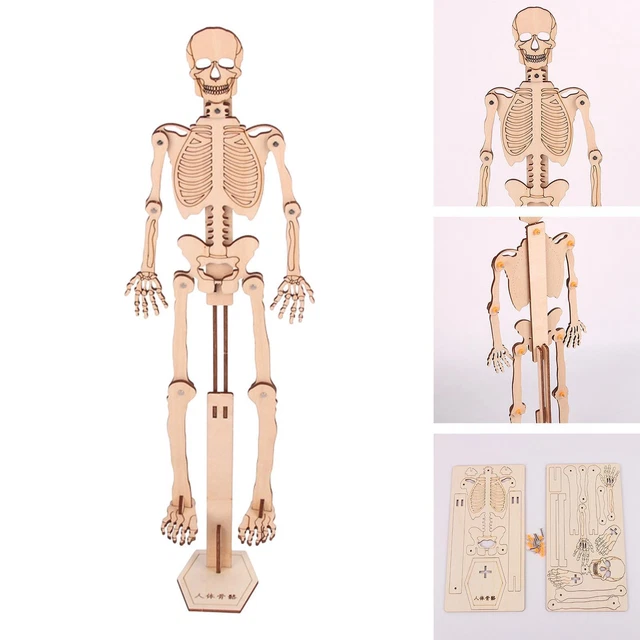Jouet Squelette Télescopique à Ventouse – 3 Pièces Avec Lumière – Jouet Sensoriel Halloween – Pour Enfants Et Adultes, Anti-stress