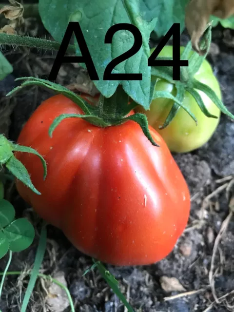 graine/seed tomate taille grosse variété "ALBENGA" (frais port unque)