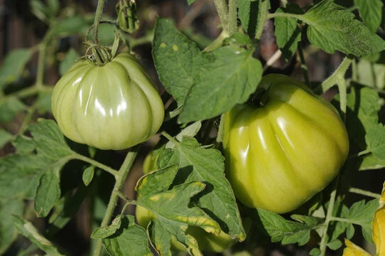 Semi Pomodoro Cuor Di Bue Gigante - 50 Semi Italiani Per Orto, Facili Da Coltivare E Ad Alta Resa - Foto 3