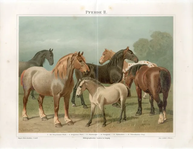 1895 HORSES HORSE BREEDS Antique Chromolithograph Print Emil Volkers