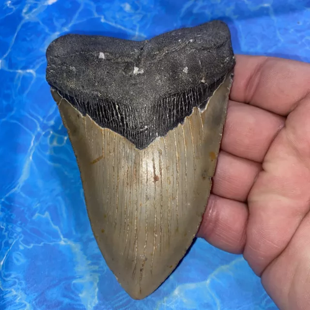 Megalodon Shark Tooth 5.00” Huge Teeth Meg Scuba Diver Direct Fossil Nc 2915