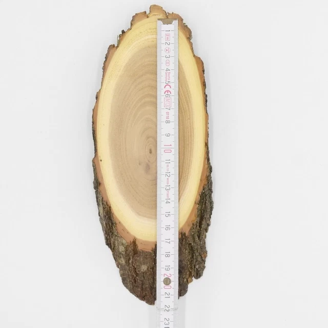 Escudo de Trofeo Acacia Af 17 CM Muy Pequeño Corzo Cornamenta Baumschild Disco 3