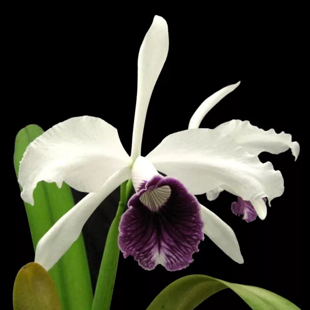 SPECIES LAELIA purpurata var schusteriana Orchid Plant