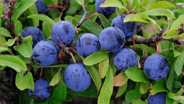 10 Graines de Prunellier 'Prunus Spinosa' Blackthorn seeds