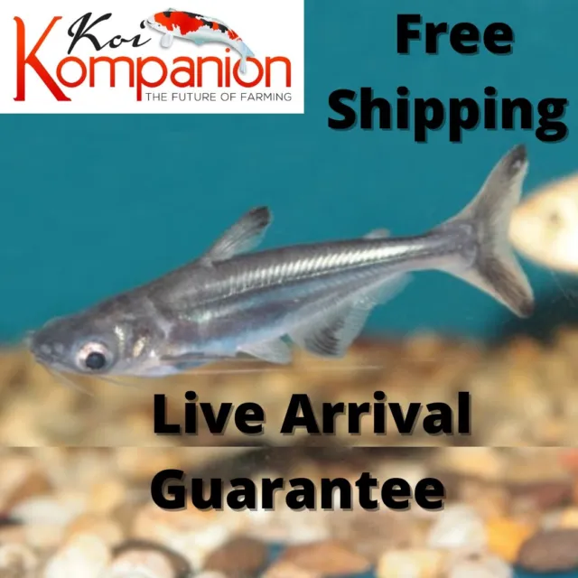 3/5/10/20X IridescentShark Freshwater Fish Koi Kompanion Free Shipping