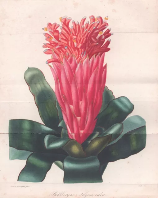Billbergia Flower Botany Lithograph Herincq 1851