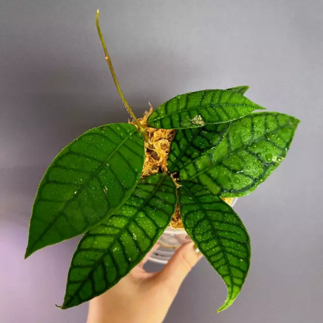 HOYA Callistophylla (Short Leaf)  Sp. Kalimantan 🌱 | 100mm Pot + Saucer (#0013)