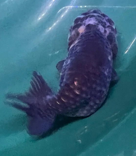 LIVE pond goldfish  Fish~ Goldfish Ranchu goldfish koi pond 4.2 Inch