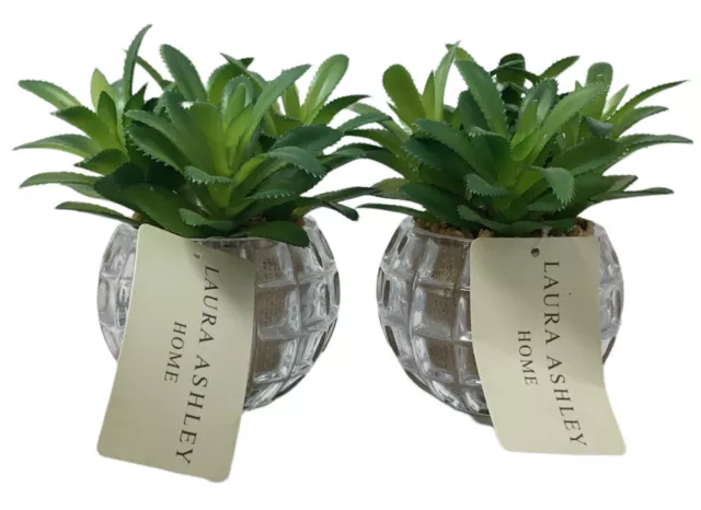 2 Laura Ashley Home Artificial Succulents in Decorative Glass Pots.