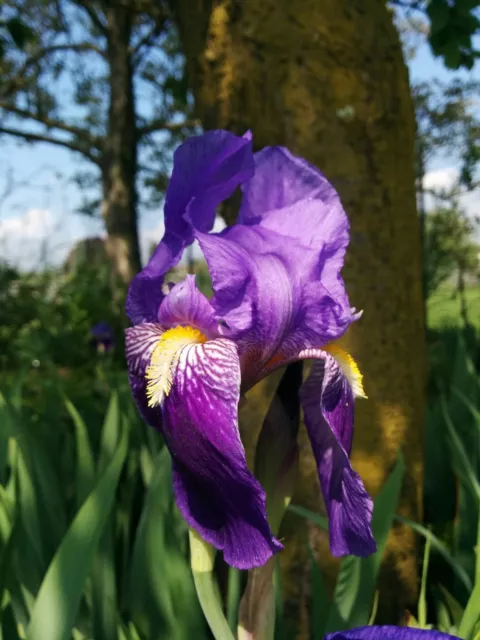 20 Iris Germanica barbata rizoma blu viola bulbi OFFERTA!