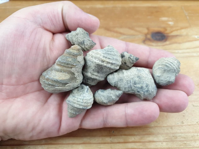 Fossils Jurassic Snail / Gastropod (SE3)
