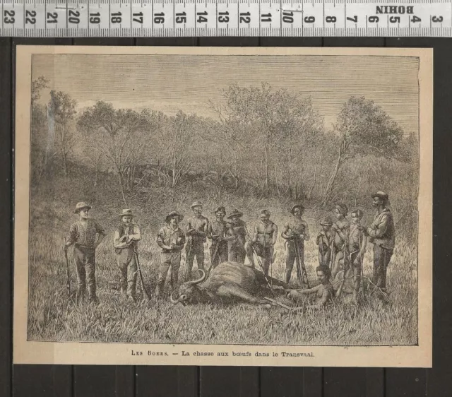 G347 / Engraving 1881 / The Hunting Of Oxen In The Transvaal